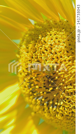 ヒマワリの花粉を集めるミツバチのマクロ撮影 夏の受粉風景 141738043