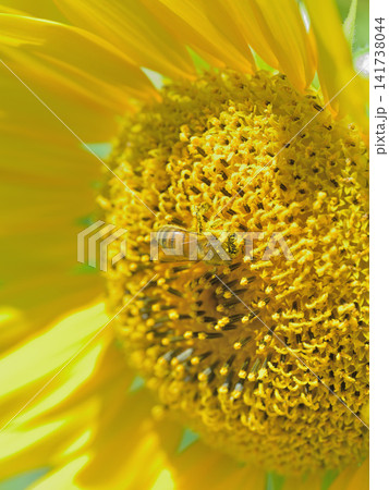 ヒマワリの花粉を集めるミツバチのマクロ撮影 夏の受粉風景 ヒマワリの花粉を集めるミツバチのマクロ撮影 夏の受粉風景 141738044
