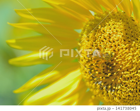 ヒマワリの花粉を集めるミツバチのマクロ撮影 夏の受粉風景 141738045
