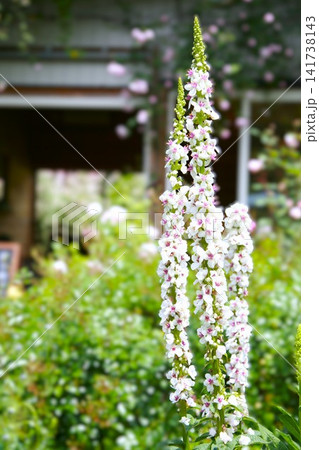 初夏の庭にまっすぐ伸びるバーバスカム 141738143