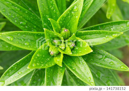 Top view of unopened lily flower buds with fresh raindrops on green leaves in a garden Top view of unopened lily flower buds with fresh raindrops on green leaves in a garden 141738152
