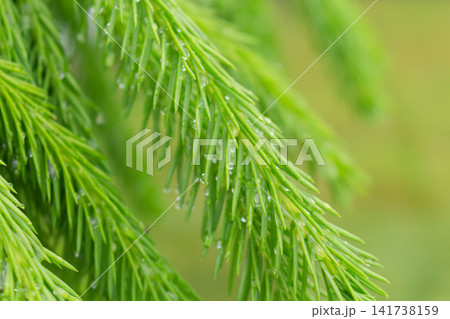 Closeup of fresh spruce needles with water droplets after rainfall Closeup of fresh spruce needles with water droplets after rainfall 141738159