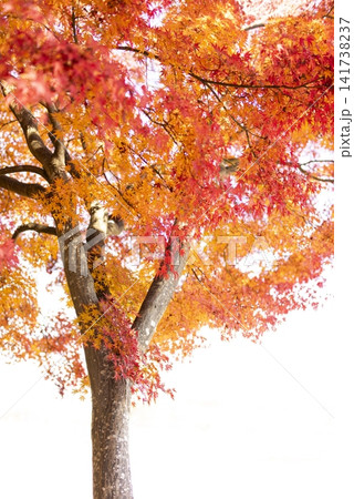 秋色に染まる紅葉 141738237