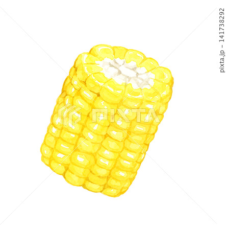 カットした黄色のトウモロコシ 夏野菜の手描き水彩イラスト素材 カットした黄色のトウモロコシ 夏野菜の手描き水彩イラスト素材 141738292