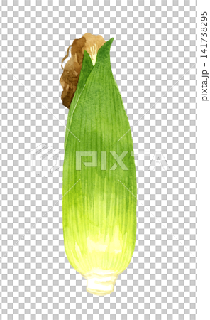 Corn with husks (leaves) still attached - Hand-drawn watercolor illustration of a summer vegetable. Corn with husks (leaves) still attached - Hand-drawn watercolor illustration of a summer vegetable. 141738295