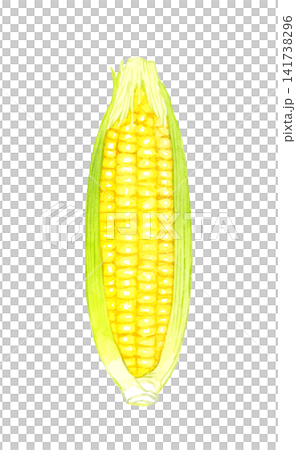 Yellow corn - Hand-drawn watercolor illustration of summer vegetables Yellow corn - Hand-drawn watercolor illustration of summer vegetables 141738296