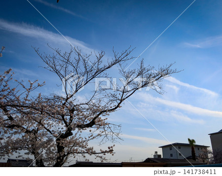 桜のシルエット 桜のシルエット 141738411