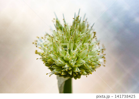 玉ねぎの花 141738425