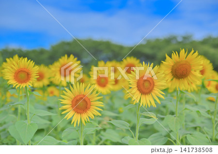 満開のひまわり畑と鮮やかな青空の夏風景 満開のひまわり畑と鮮やかな青空の夏風景 141738508