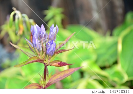 リンドウの花 リンドウの花 141738532