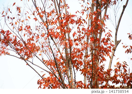 ヤマハぜの紅葉 141738554