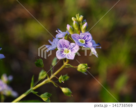 春の荒川河川敷に咲くオオカワジシャの紫色の花 春の荒川河川敷に咲くオオカワジシャの紫色の花 141738569