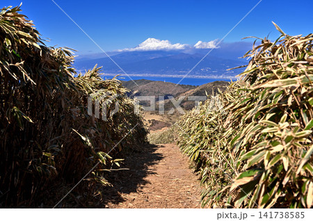 伊豆半島の伊豆山稜線歩道 達磨山の笹原の登山道から望む富士山 伊豆半島の伊豆山稜線歩道 達磨山の笹原の登山道から望む富士山 141738585