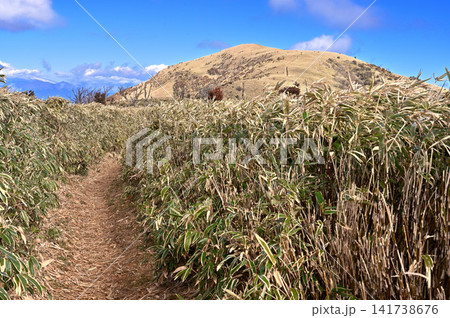伊豆半島の伊豆山稜線歩道 笹原の登山道の向こうに聳える達磨山 伊豆半島の伊豆山稜線歩道 笹原の登山道の向こうに聳える達磨山 141738676
