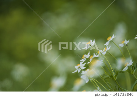 白い高山植物の群落 白い高山植物の群落 141738840