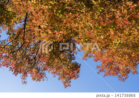 モミジバフウの紅葉 モミジバフウの紅葉 141738868