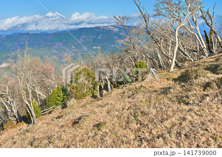 伊豆半島　ミソウ台へ向かうバリエーションルートより望む富士山と達磨山 141739000