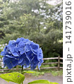 梅雨に咲く青色の紫陽花の花 141739016