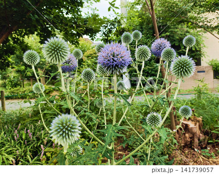 ルリタマアザミの花 141739057