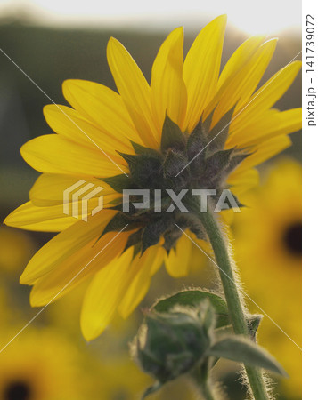 朝の光を浴びて咲く向日葵の花 朝の光を浴びて咲く向日葵の花 141739072