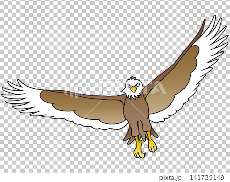 手書き動物イラスト☆白頭鷲 手書き動物イラスト☆白頭鷲 141739149