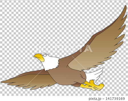 Hand-drawn animal illustration ☆ Bald Eagle Hand-drawn animal illustration ☆ Bald Eagle 141739169