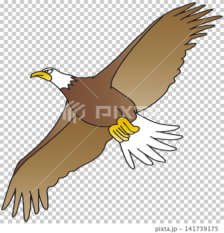 手繪動物插畫 ☆ 白頭鷹 141739175