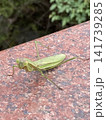 秋の昆虫、真夏の鳴く虫 141739285