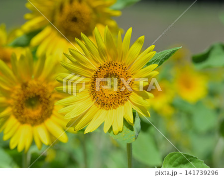 咲き誇るヒマワリの花 夏の花畑風景 咲き誇るヒマワリの花 夏の花畑風景 141739296