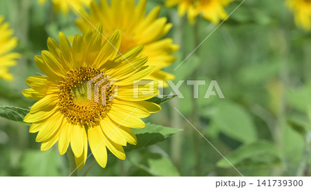 咲き誇るヒマワリの花 夏の花畑風景 咲き誇るヒマワリの花 夏の花畑風景 141739300