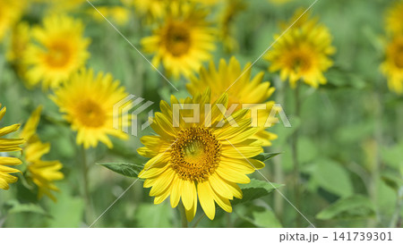 咲き誇るヒマワリの花 夏の花畑風景 141739301