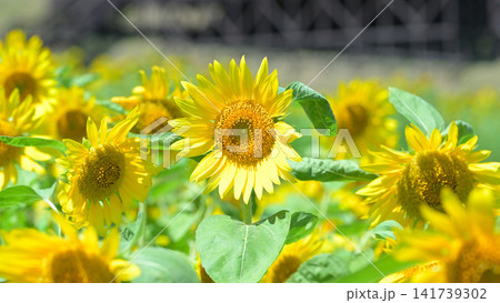咲き誇るヒマワリの花 夏の花畑風景 咲き誇るヒマワリの花 夏の花畑風景 141739302