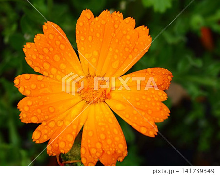 キンセンカの花の生態写真 キンセンカの花の生態写真 141739349