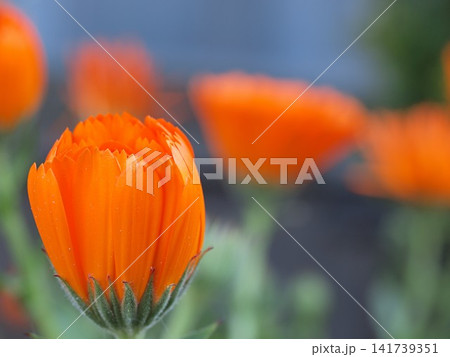 キンセンカの花の生態写真 キンセンカの花の生態写真 141739351