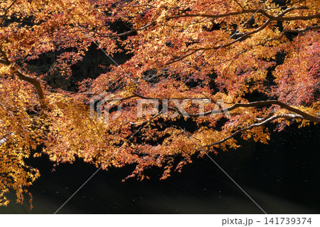 鎌北湖の紅葉 鎌北湖の紅葉 141739374