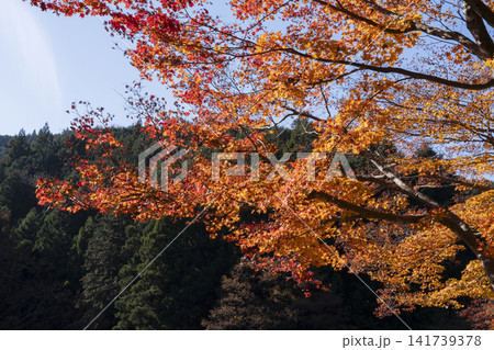 鎌北湖の紅葉 鎌北湖の紅葉 141739378