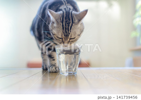 透明なグラスから水を飲むアメリカンショートヘアの猫 透明なグラスから水を飲むアメリカンショートヘアの猫 141739456