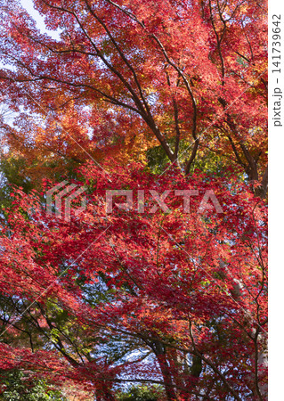 モミジの紅葉 141739642