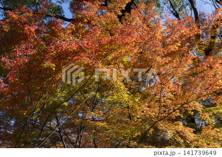 モミジの紅葉 141739649