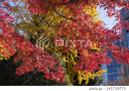 モミジの紅葉 モミジの紅葉 141739773