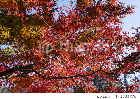 モミジの紅葉 モミジの紅葉 141739776