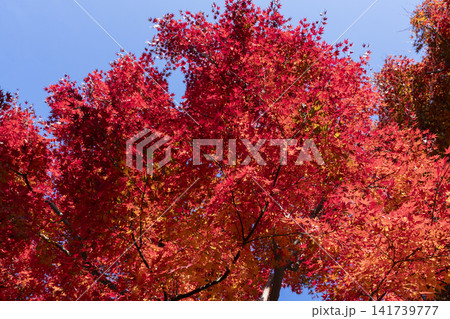 モミジの紅葉 モミジの紅葉 141739777