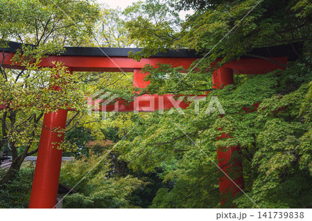 京都 下鴨神社 西参道の鳥居 141739838