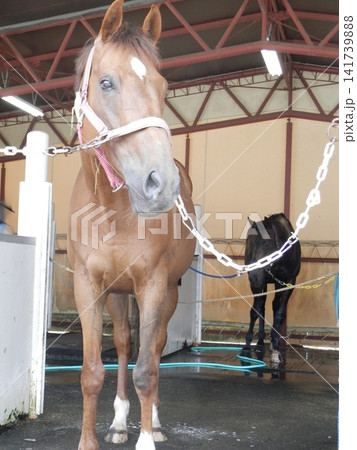 洗い場で手入れを受ける競走馬 洗い場で手入れを受ける競走馬 141739888