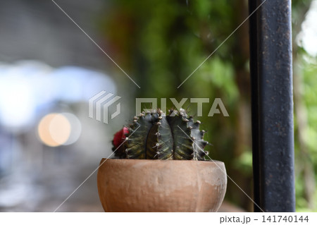 Potted cactus in clay pot with blurred garden background Potted cactus in clay pot with blurred garden background 141740144