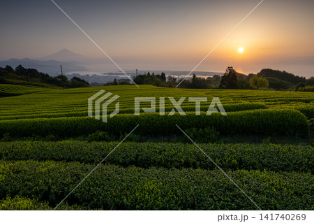 日本平から望む富士山と朝日に輝く茶畑の風景 141740269