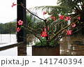 雨に濡れるピンクの花 141740394