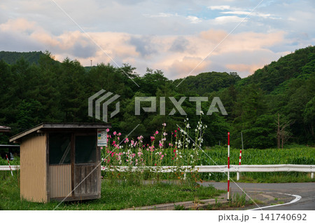 田舎に咲くタチアオイ 夕暮れの田舎風景 田舎に咲くタチアオイ 夕暮れの田舎風景 141740692
