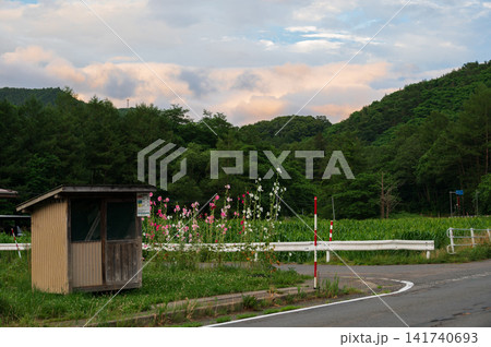 田舎に咲くタチアオイ　夕暮れの田舎風景 141740693