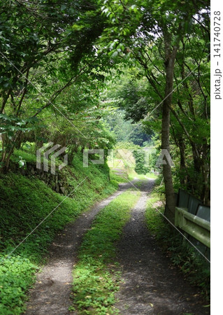 新緑に包まれた山道の小径 141740728